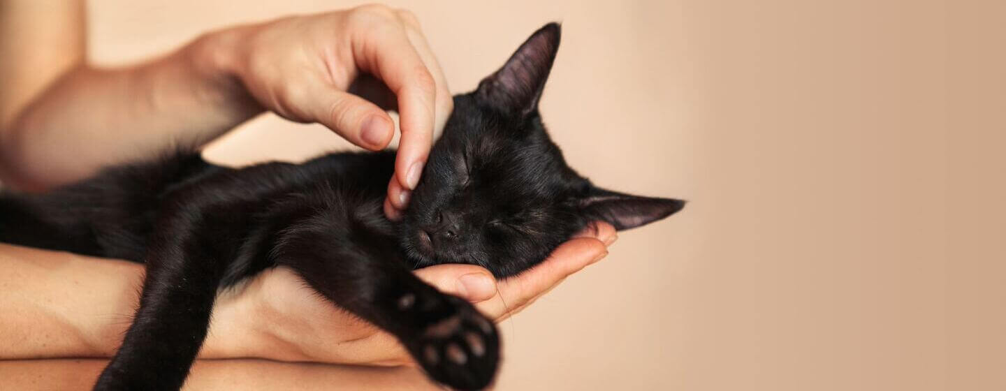 Black cat hot sale pet